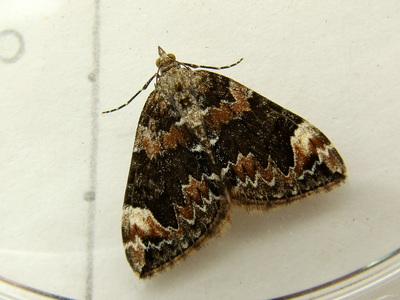 Dark Marbled Carpet